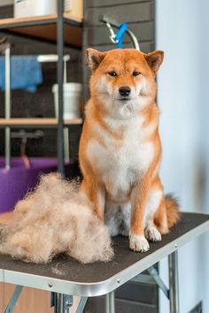 a dog sitting on top of a table next to a pile of hair