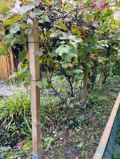 several wooden posts with vines growing on them in a garden next to a fence and bushes