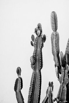 black and white photograph of several cactus plants