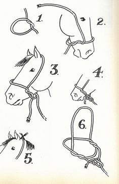 the instructions for how to tie a horse's bridle