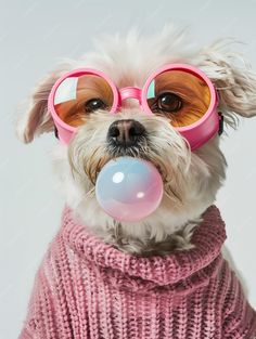 a small dog wearing pink glasses and a sweater with bubble gum in it's mouth