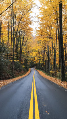 A winding road through a forest of tall trees with vibrant yellow autumn foliage, creating a golden canopy over the path. Best Seasons, Yellow Leaves, Fall Design