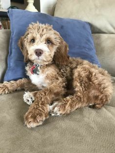 a brown and white dog laying on top of a couch next to a blue pillow