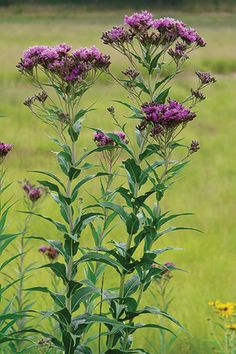 some purple flowers are growing in the grass