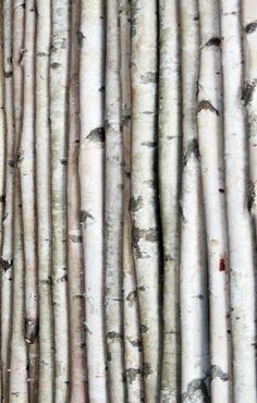 many white birch trees are lined up together