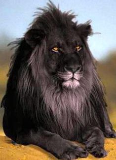 a large black lion sitting on top of a lush green field