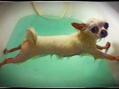 a small dog is swimming in a bathtub