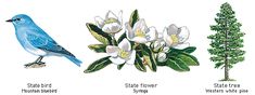 three different types of birds and flowers on a white background with the words state bird, state flower, state tree, and western white pine