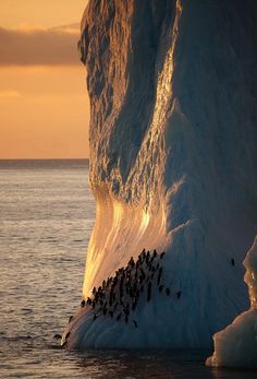 a large group of birds sitting on top of an iceberg