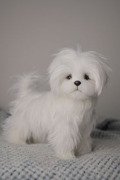 a small white dog sitting on top of a bed