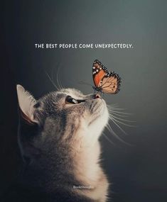 a cat looking up at a butterfly on top of it's head that says, the best people come unexpectedly