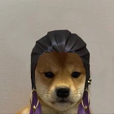 a brown dog wearing a black hat with purple ribbons on it's head and gold hoop earrings