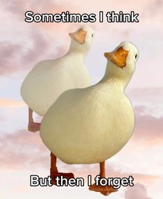 two white ducks standing next to each other on top of a cloudy sky with the words, sometimes i think but then i forget