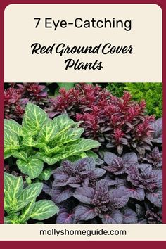 Discover the beauty of red ground cover plants for your garden. From vibrant Red creeping thyme to charming Red Mother-of-Thyme, these Australian native ground cover plants not only add color but also act as effective weed control. Consider using Sedum as groundcover or explore other evergreen options for a low-maintenance solution to landscaping. Find the best ground covers to enhance your outdoor space with our collection of top-rated ground cover plants and flowers. Groundcover Landscaping, Native Ground Cover, Red Creeping Thyme, Australian Native, Plants And Flowers