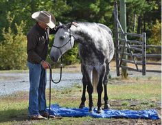 a man standing next to a white and black horse