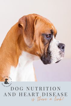 How food-related heart disease affected out boxer. The signs to watch out for. #dogheartdisease #dognutrition | Dog Nutrition | Dog Heart Disease | DCM in Dogs Healthy Dog Food, Make Dog Food, Dog Heart