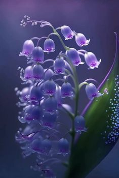 a purple flower with water droplets on it