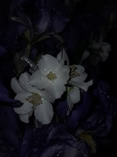 white flowers with water drops on them in the dark night time photo by jeff kohle