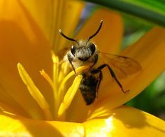 a bee sitting on top of a yellow flower