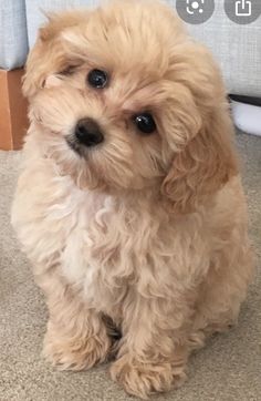 a small white dog sitting on top of a carpet