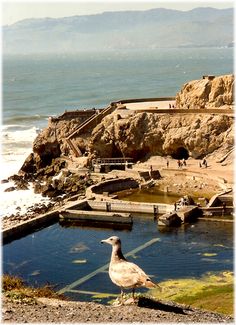 a seagull is standing on the edge of a pool in front of an ocean