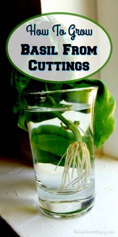 a glass filled with water and plants on top of a window sill text reads how to grow basil from cuttings