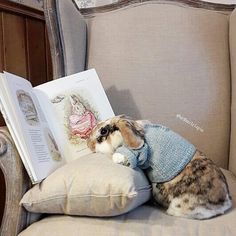 a small dog sitting on top of a couch next to a pillow with a book in it's lap