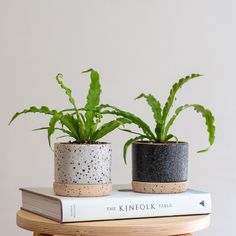 two potted plants sitting on top of each other