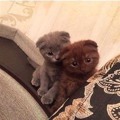 two kittens are sitting on the arm of a couch and one is looking at the camera