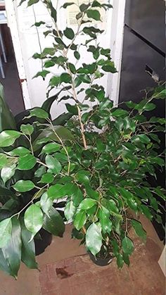 a potted plant sitting on top of a wooden table next to a white door