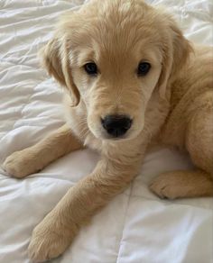 a puppy laying on top of a white bed