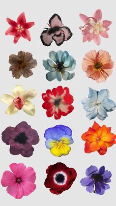 an assortment of different colored flowers on a white background