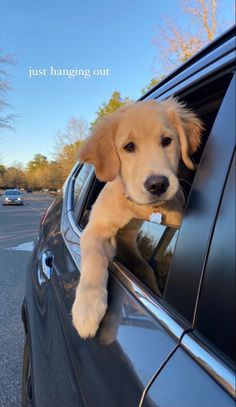 a puppy sticking its head out the window of a car with his paw hanging out