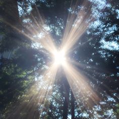 the sun shines through the branches of trees