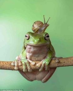 a frog with a snail on its head sitting on a branch