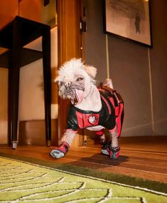 a small white dog wearing a red and black jacket on top of a wooden floor