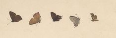 six butterflies are lined up in a row