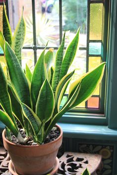 a potted plant sitting on top of a wooden table next to a windowsill