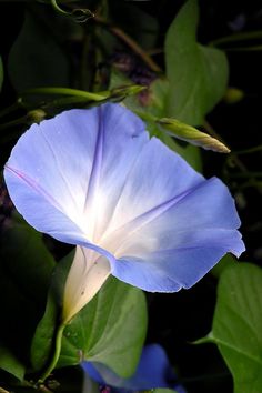 a blue flower with green leaves in the background