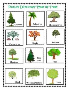 different types of trees with pictures and words to describe the tree's names in each