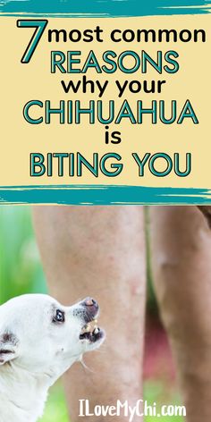 a white dog with the words 7 most common reason why your chihuahua is biting you