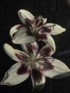 three white and red flowers on a black background