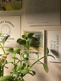 a potted plant sitting on top of a wooden table next to pictures and papers