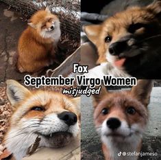 four different pictures of foxes with the caption fox, september virgo women murdered