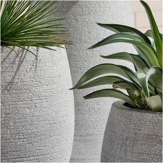 three white vases with plants in them