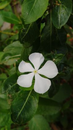 a white flower with green leaves around it