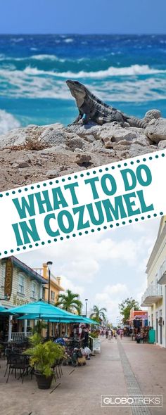 an iguana sitting on top of a beach next to the ocean with text overlay reading what to do in cozumel