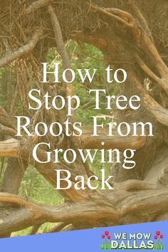 the words how to stop tree roots from growing back