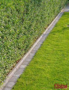 a row of hedges next to a sidewalk with grass growing along the sides and in between