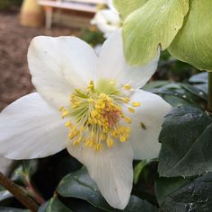 a white flower with yellow stamens and green leaves